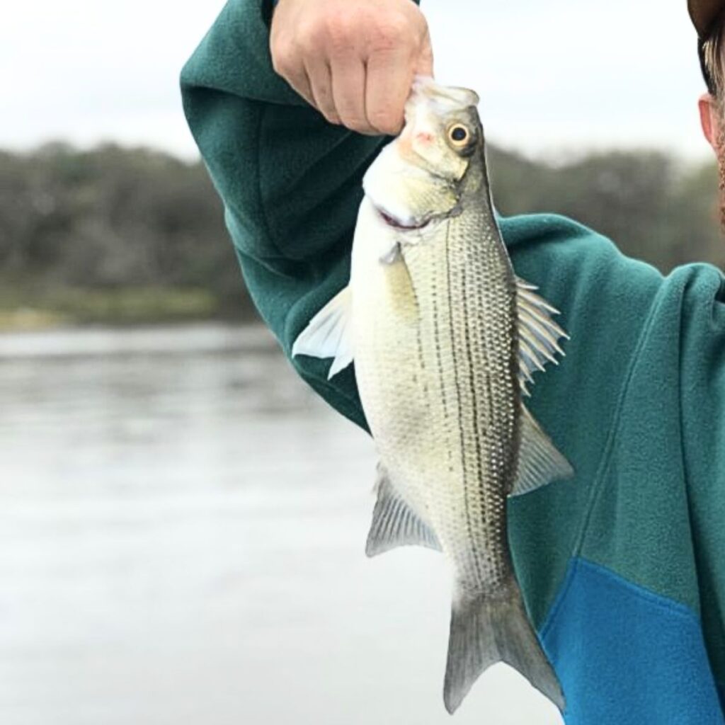 Harvesting Your Catch a Beginners Guide to Cleaning Your Fish